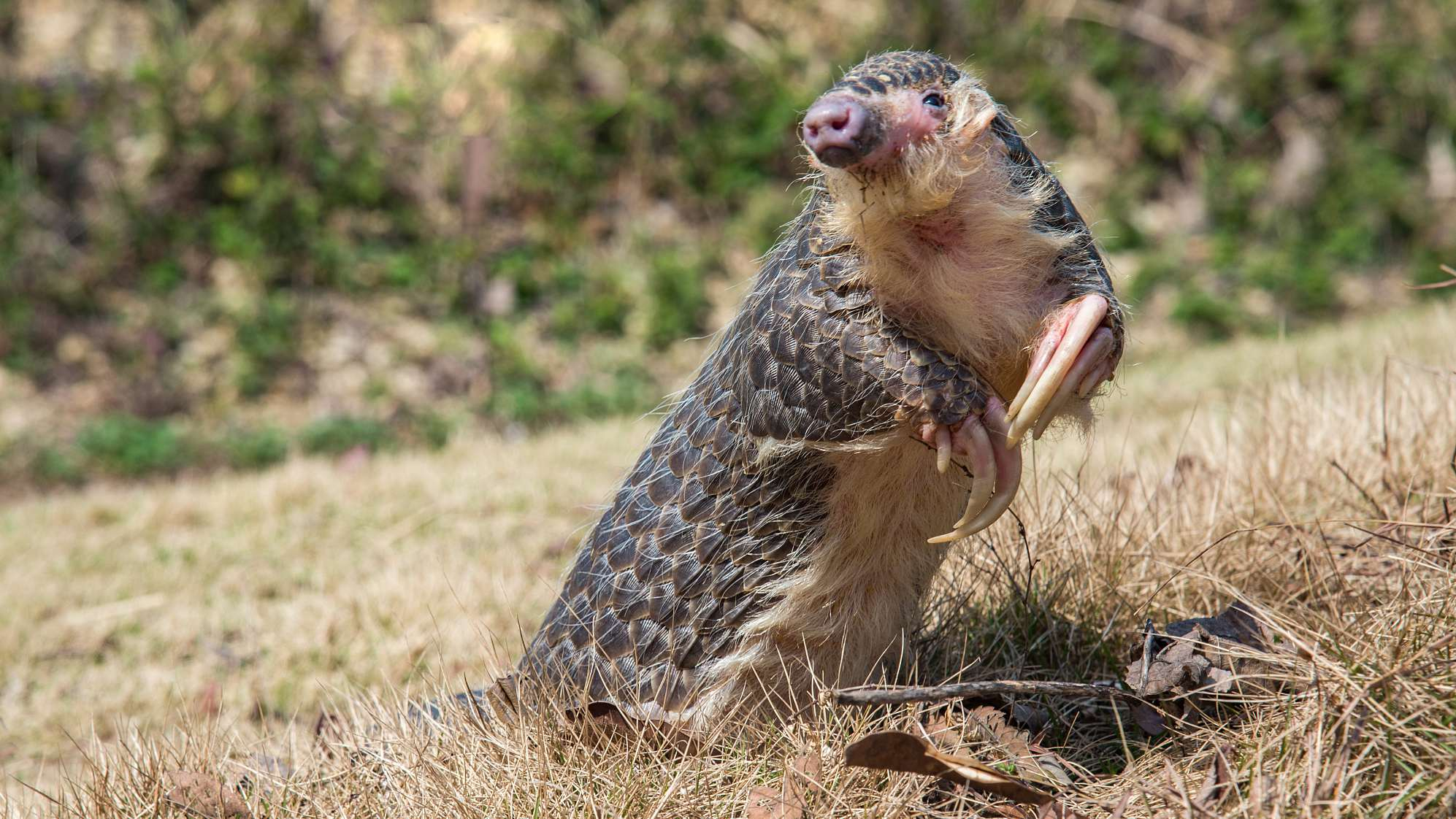 China strengthens pangolin protection - CGTN