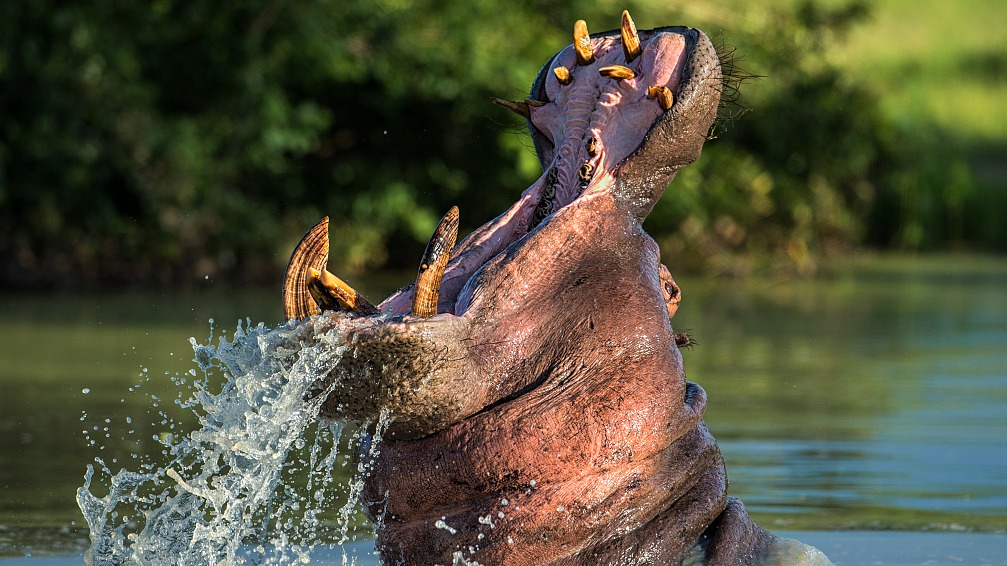 World Hippo Day: Learn about the world's 3rd largest mammal - CGTN