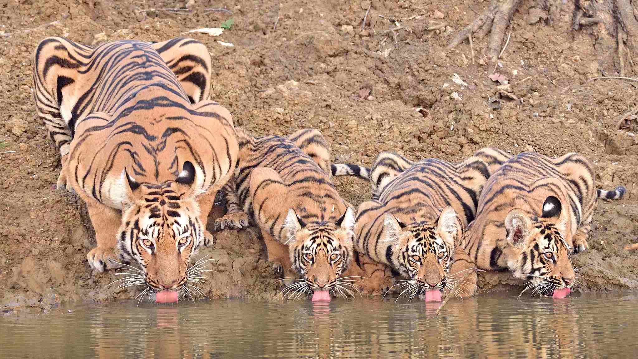 3 разных животных. Звери на водопое. Тигр на водопое. На водопое. Река тигр.