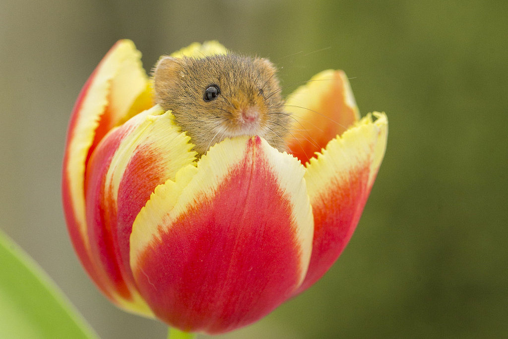 Harvest Mice Play In Blossoming Flowers Cgtn