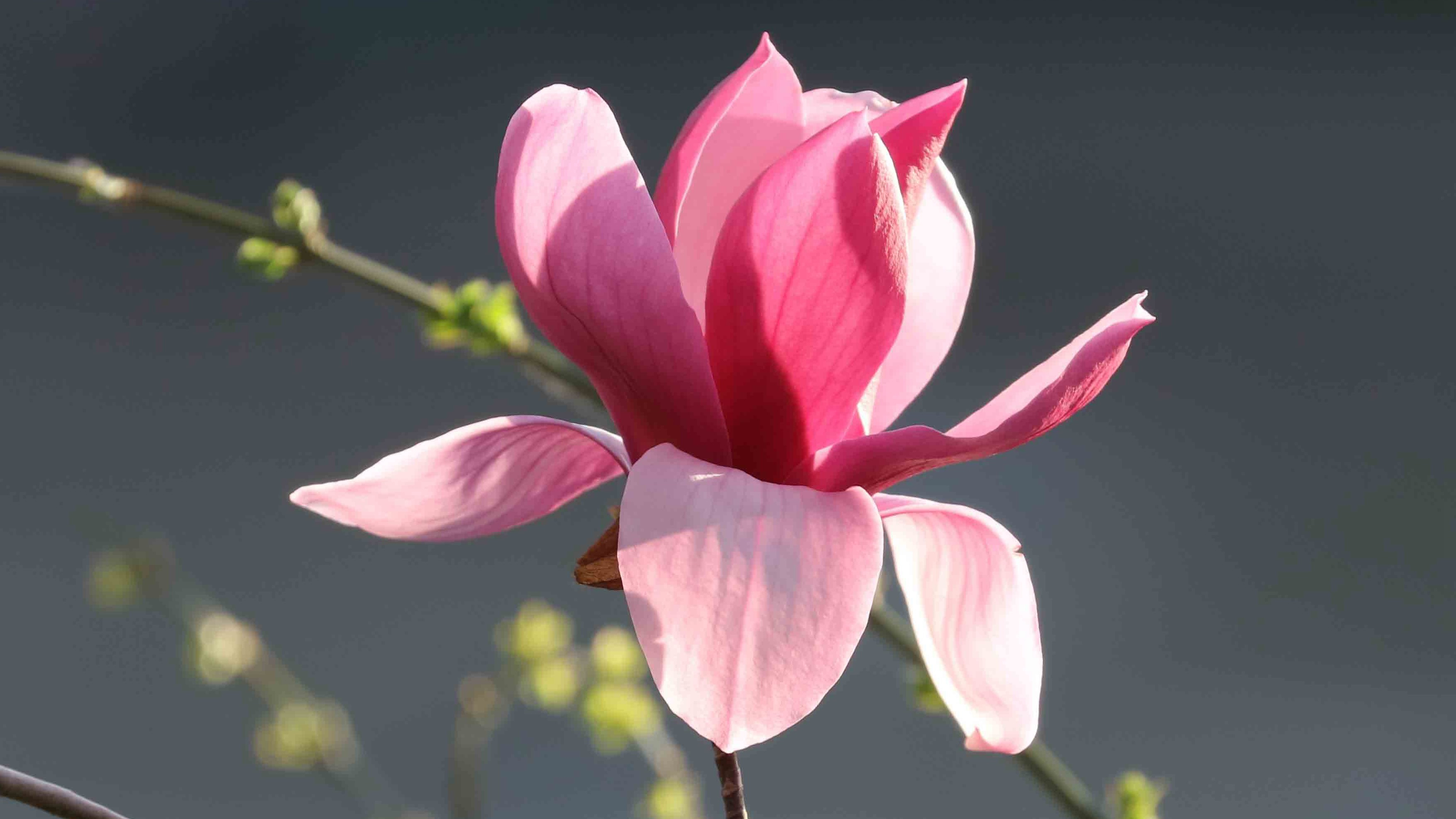 Meet Bird Shaped Magnolia Flowers Cgtn
