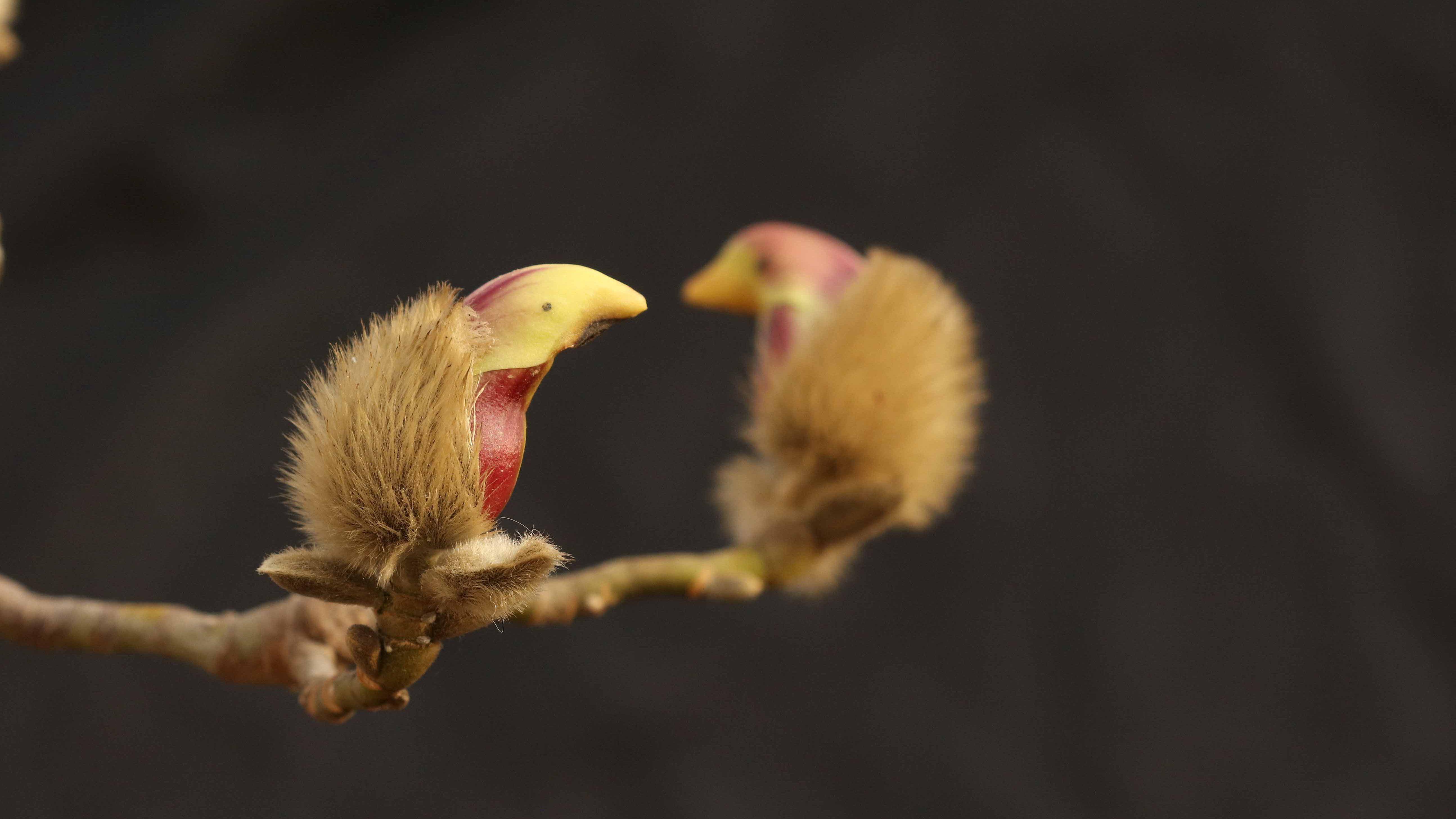 meet bird-shaped magnolia flowers - cgtn
