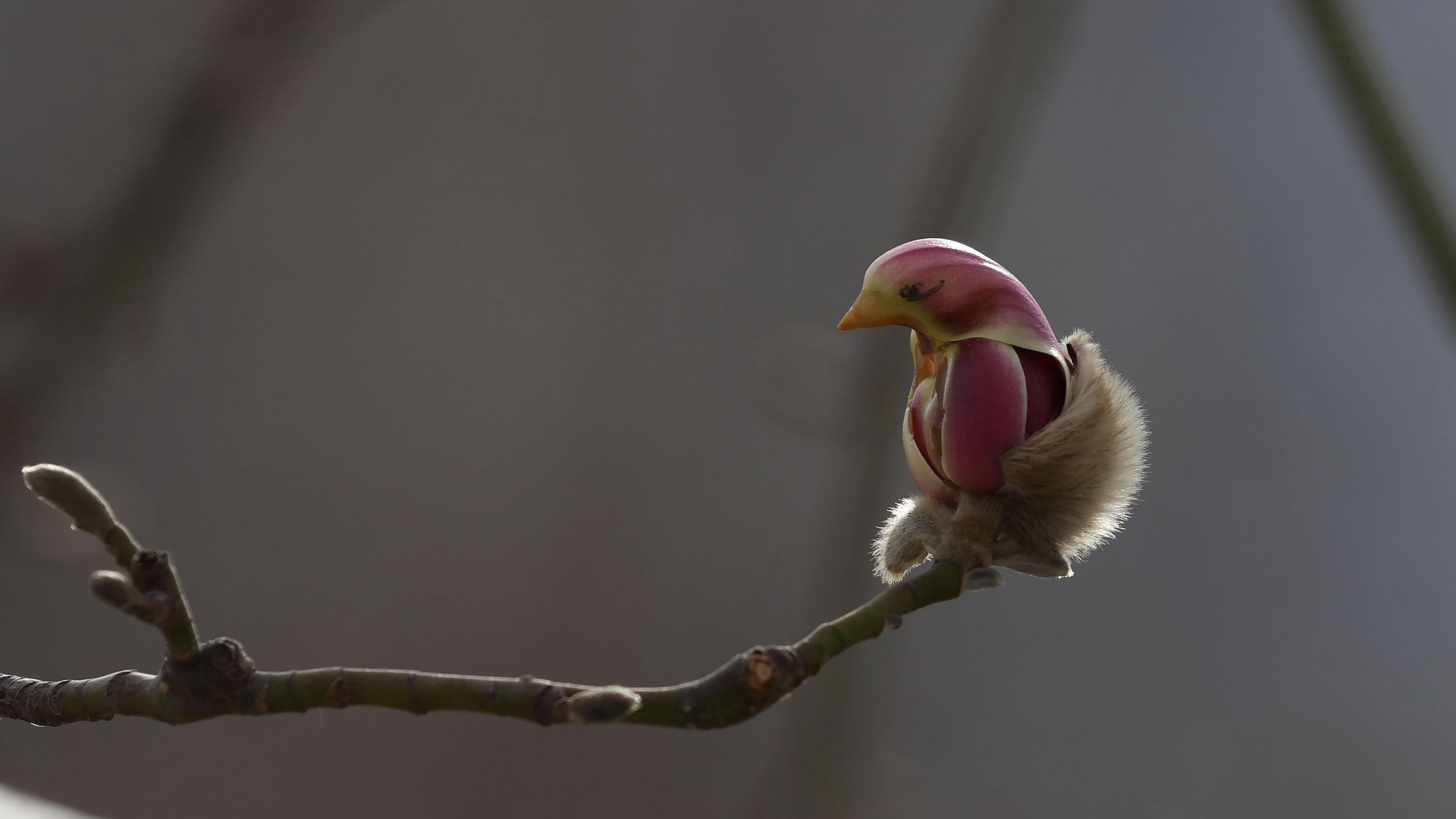 beijing magnolia flower in bird shape ile ilgili gÃ¶rsel sonucu
