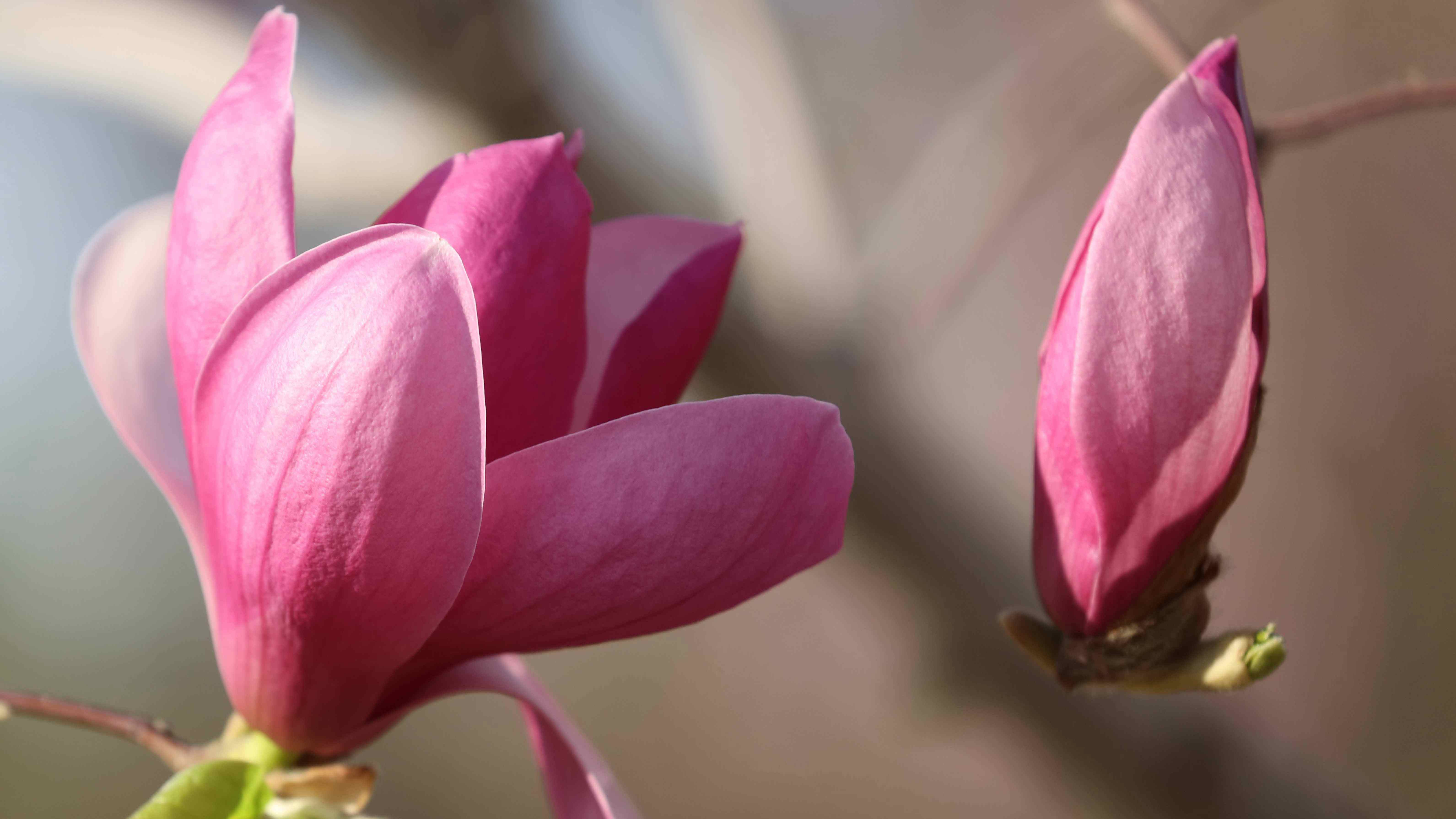Meet Bird Shaped Magnolia Flowers Cgtn