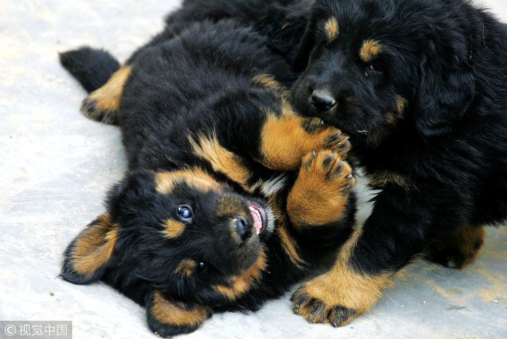 How The Precious Tibetan Mastiffs Become Unwanted Stray Dogs Cgtn