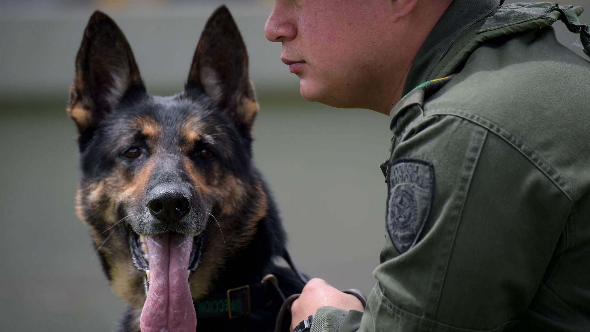 Dog gang. Sniffer Dog.