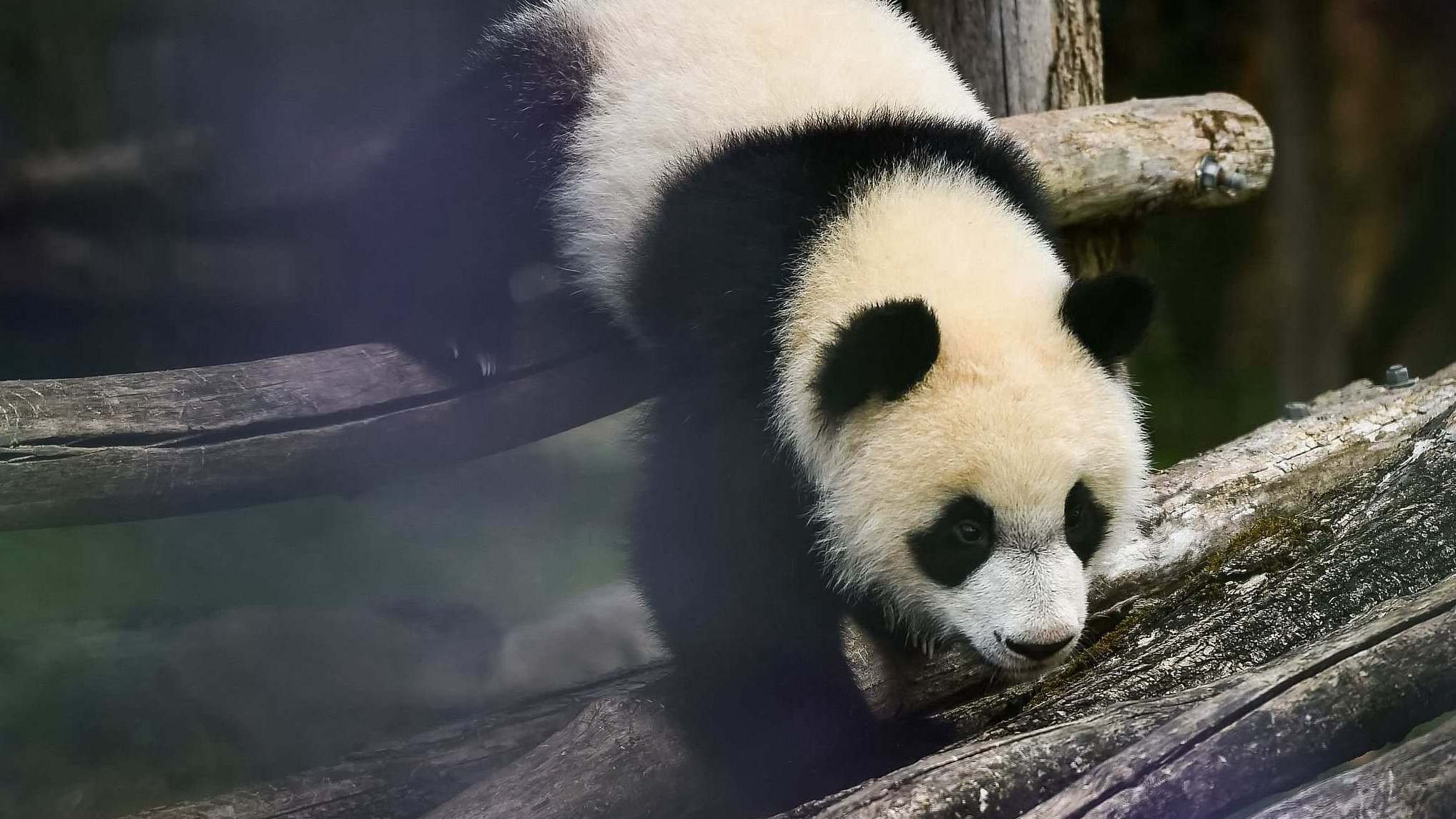 frances first baby panda celebrates one-year anniversary