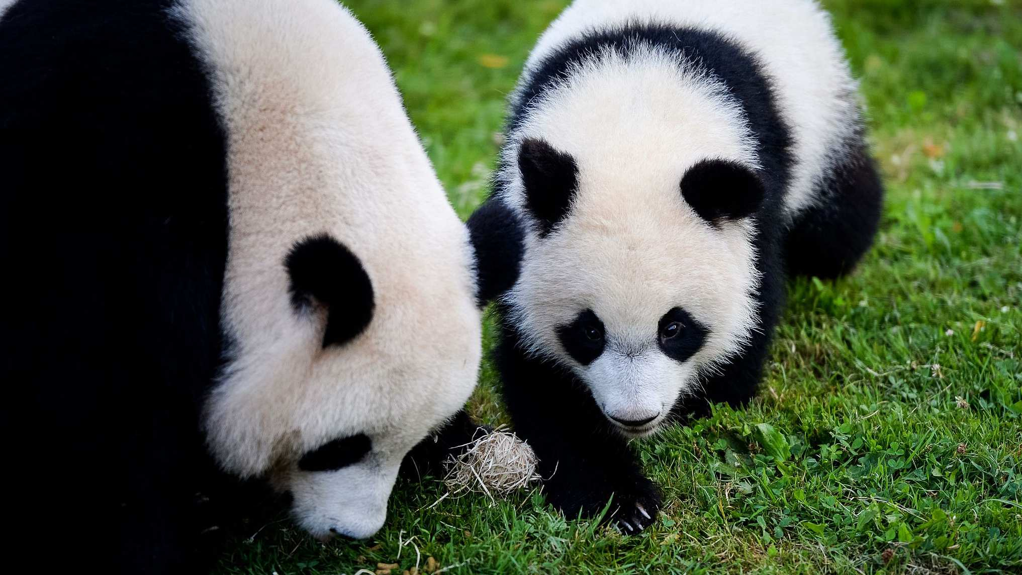 France’s first baby panda celebrates one-year anniversary - CGTN