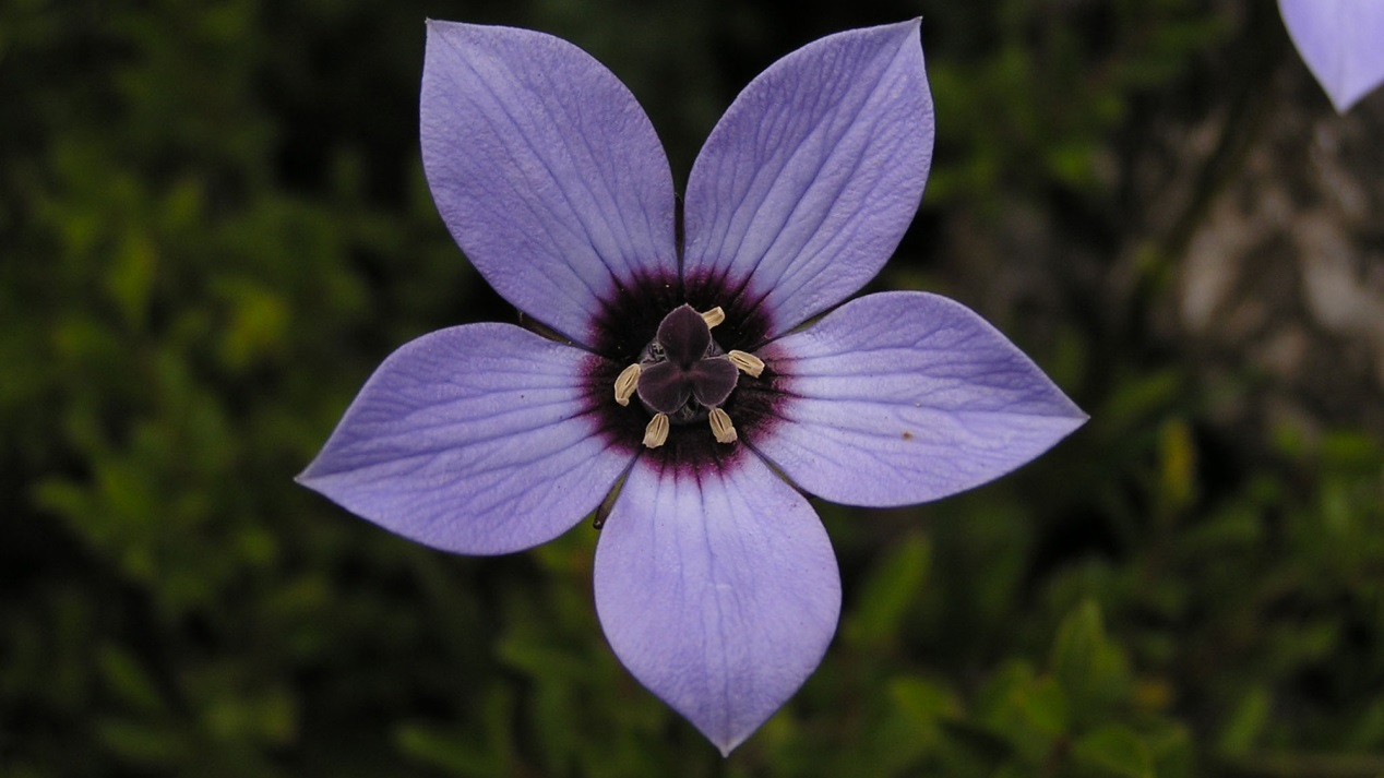 Light Purple Flower With Geometric