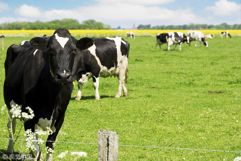 Can Seaweed In Cattle Feed Reduce Emissions? - CGTN