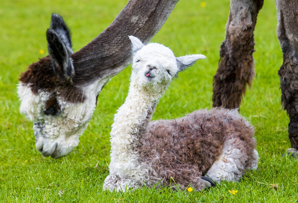 Baby alpaca provides birth surprise - CGTN