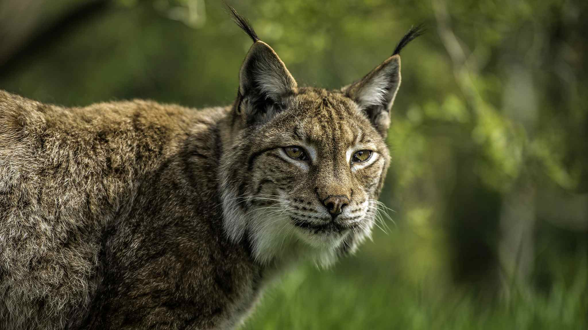 Wild Eurasian lynx spotted in SW China CGTN