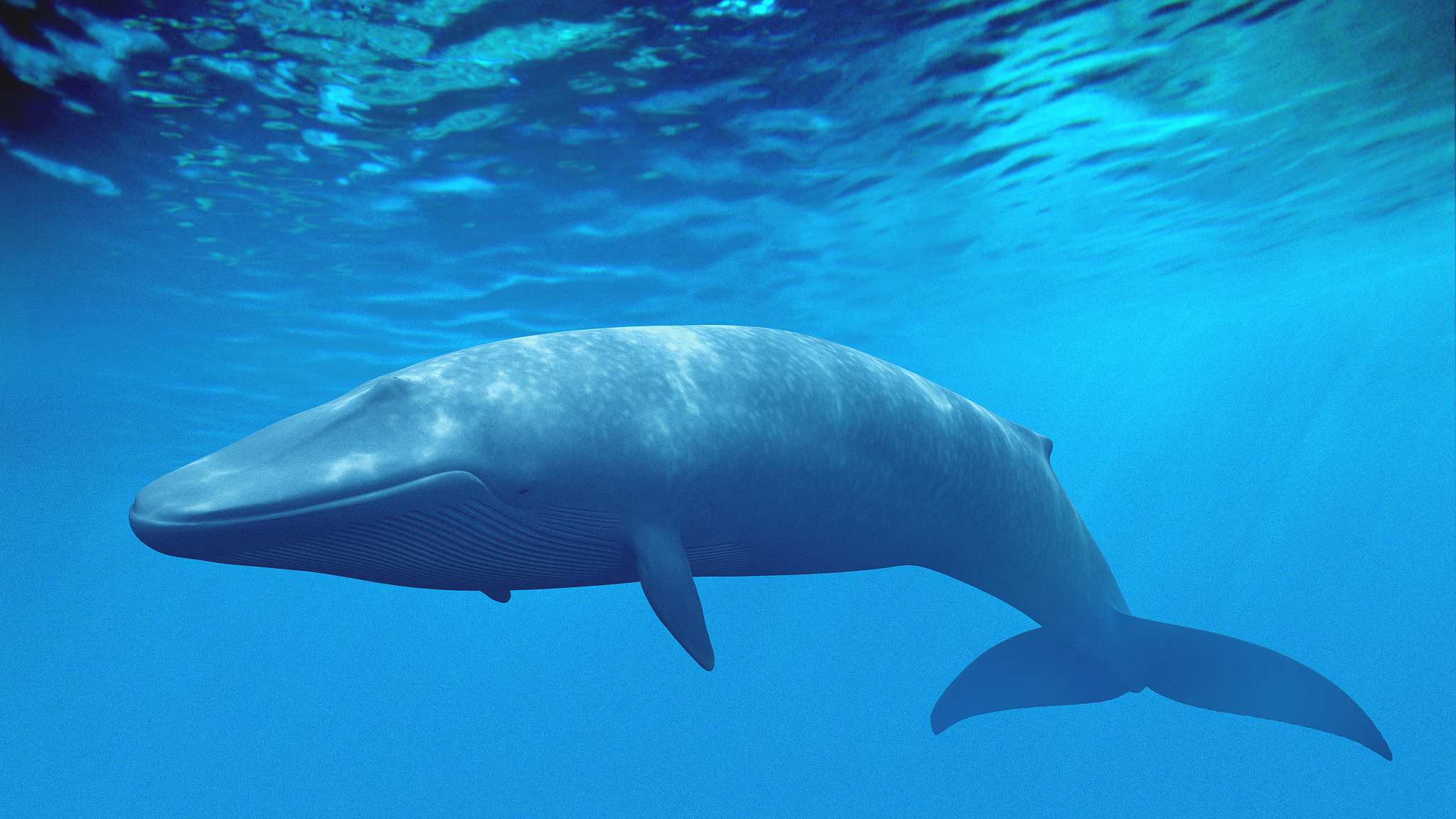 морские животные фото синий кит