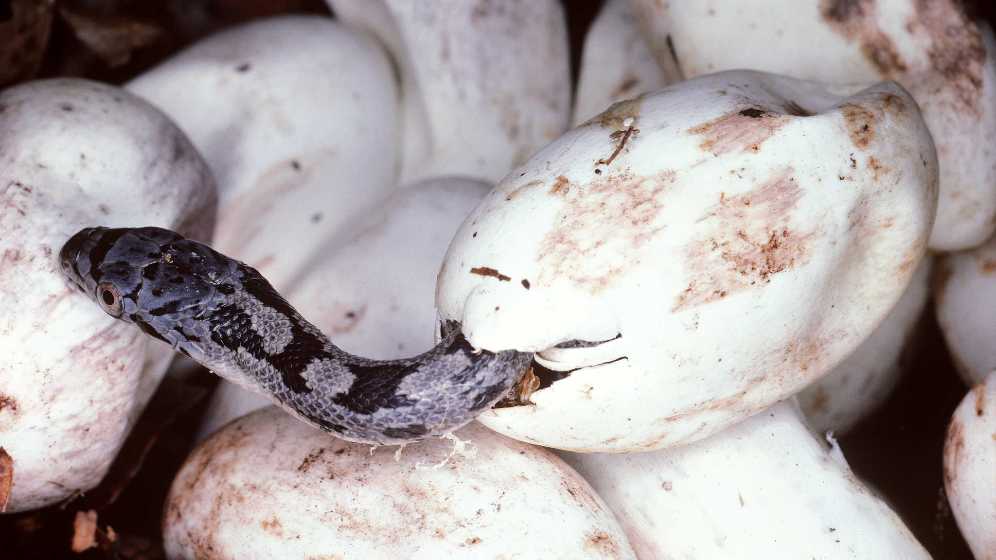 Baby Snakes Hatching