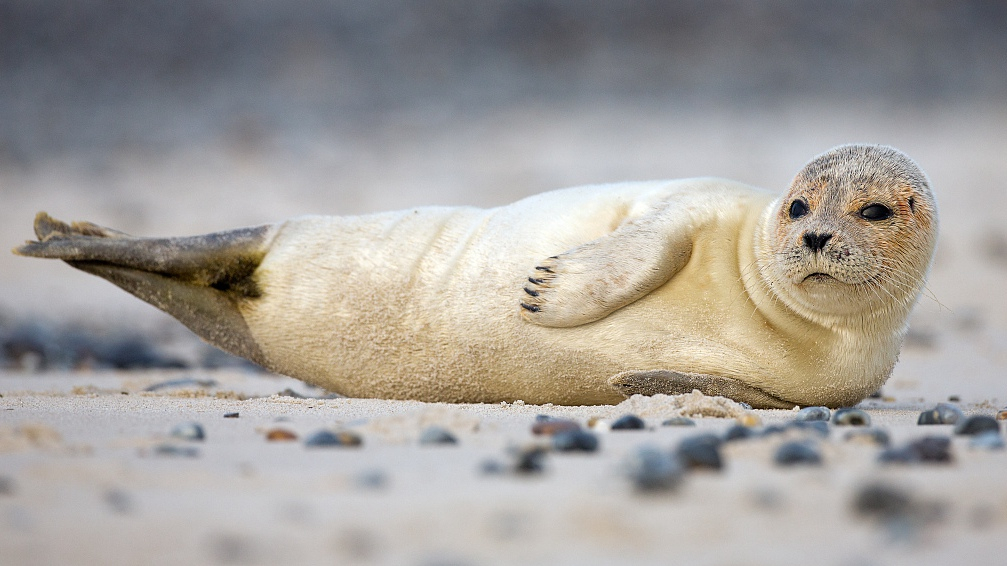 Quiz: How much do you know about seals? - CGTN