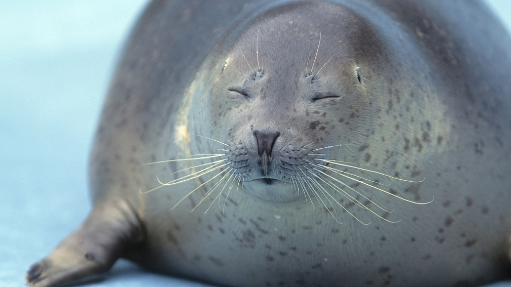 Quiz How much do you know about seals? CGTN