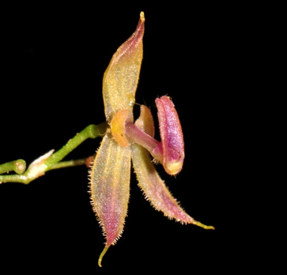 New species of orchid discovered in Peruvian jungle - CGTN