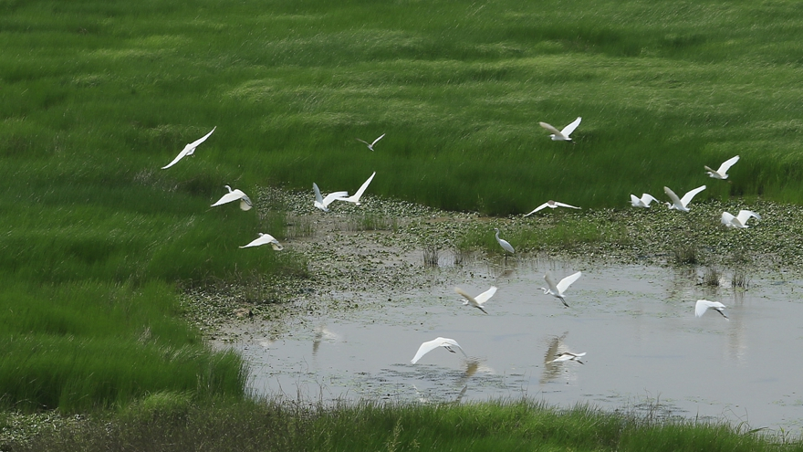 Wetlands disappearing three times faster than forests - CGTN