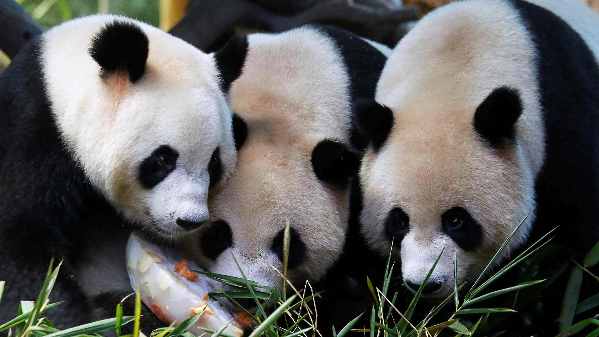 world-s-only-panda-triplets-celebrate-4th-birthday-cgtn