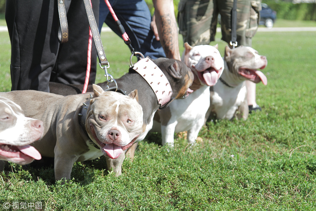 EXTREME POCKET AMERICAN BULLY FATHER/SON VENOM & KING V AT THE