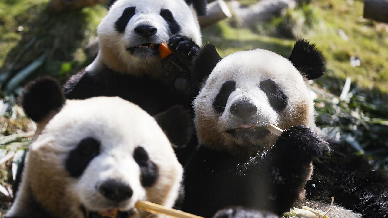 Live: Happy B-Day to the world's only panda triplets! - CGTN