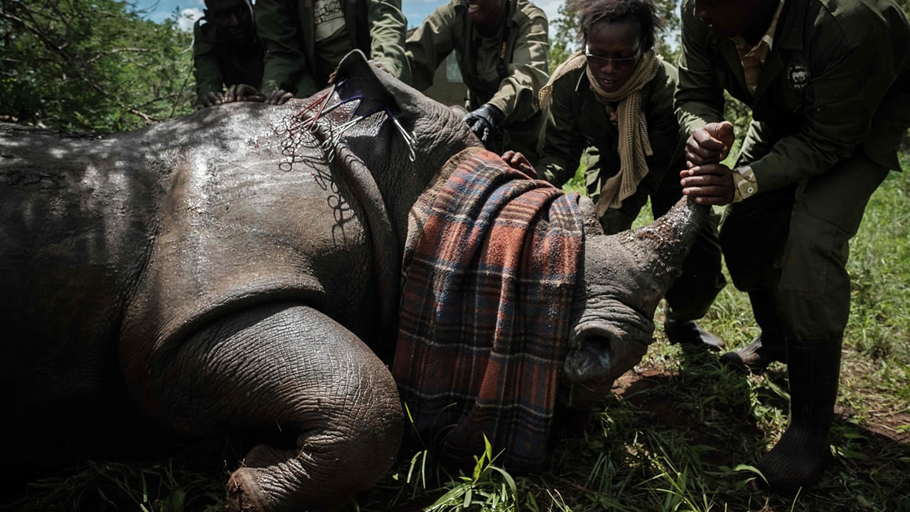 Live: What can humans do to save rhinos from extinction? - CGTN