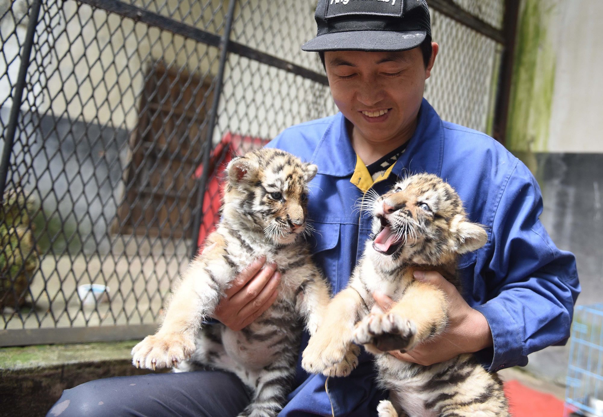 Puppies play with abandoned tiger and lion cubs at Beijing zoo