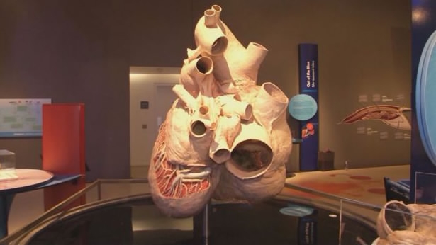 World's biggest heart on display in Toronto - CGTN