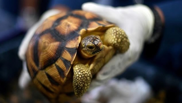 Malaysia Seizes Smuggled Tortoises Worth $300,000 - Cgtn