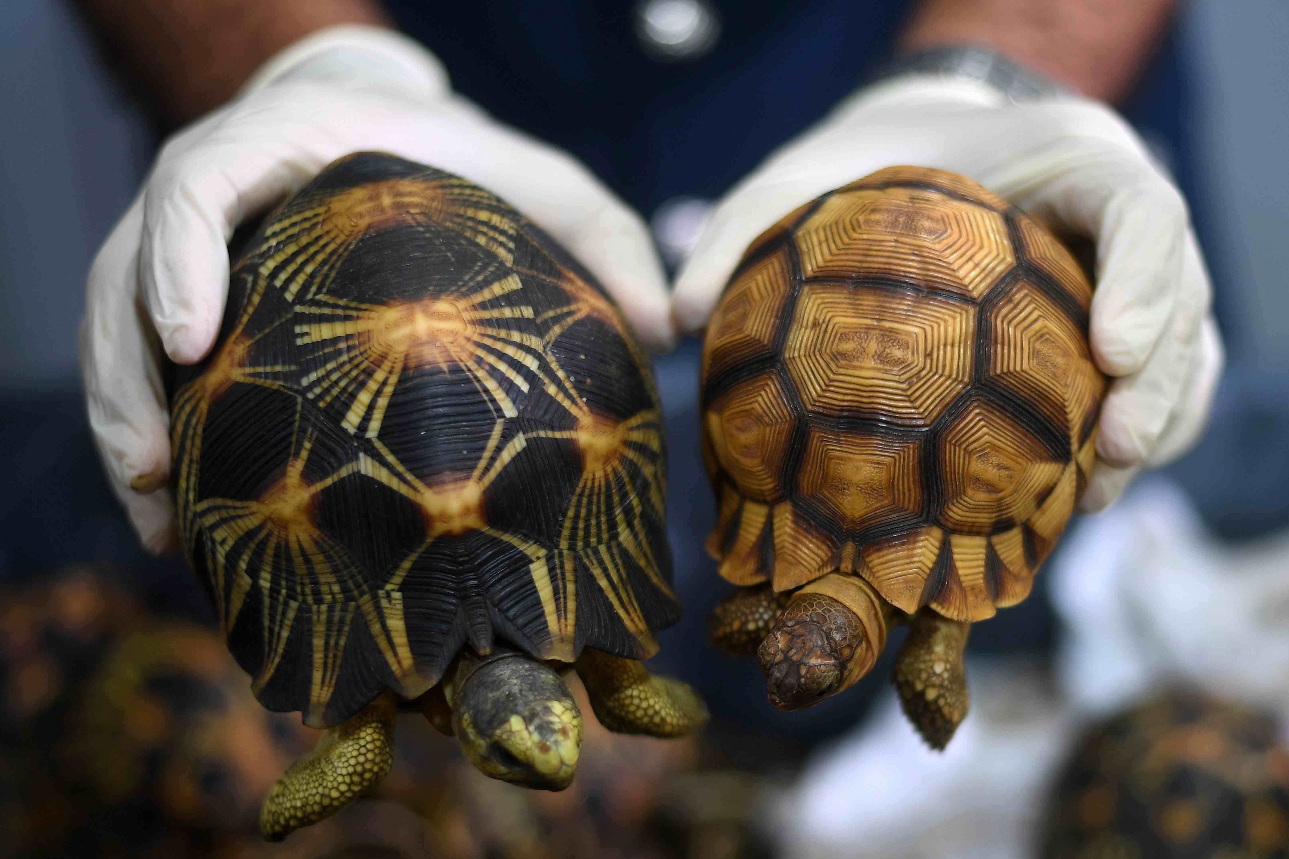 Malaysia Seizes Smuggled Tortoises Worth $300,000 - CGTN