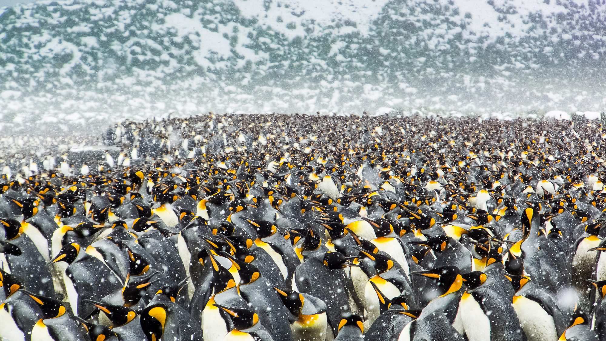 Птичьи базары это. Колония пингвинов в Антарктиде. Королевский Пингвин в Антарктиде. Пингвинья стая. Стая пингвинов в Антарктиде.
