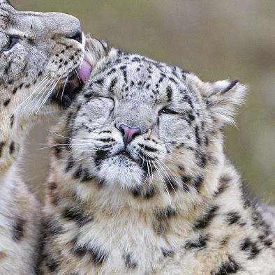 Increased sightings of snow leopards in NW China - CGTN