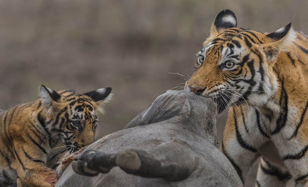 What Tigers See In The Dark