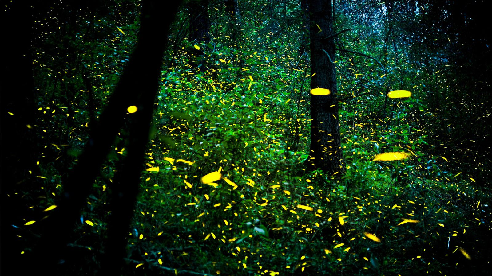 Millions of fireflies flutter in Mexican forest - CGTN