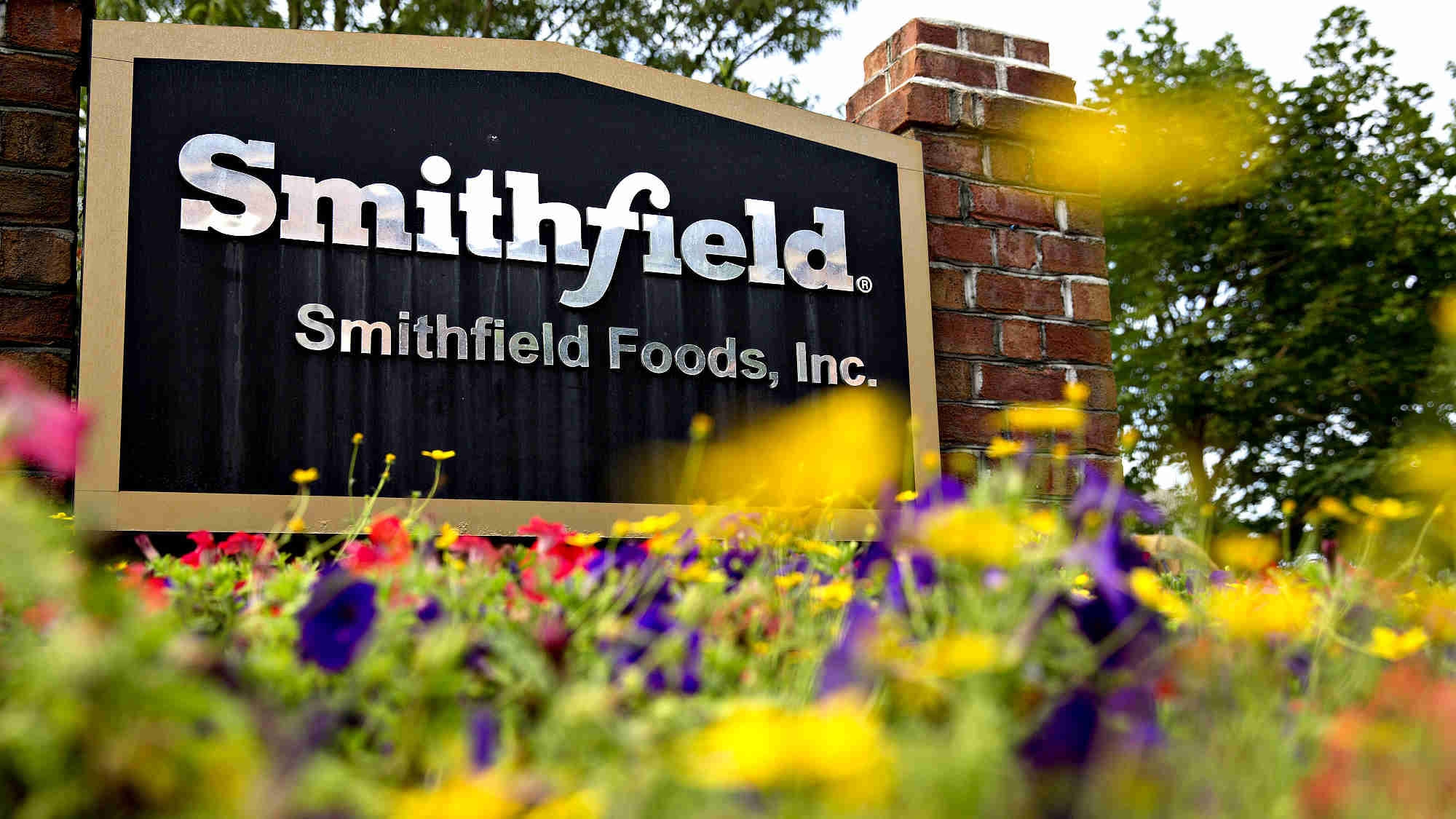Smithfield Makes Move On Market For Pig Human Transplants Cgtn Smithfield Makes Move On Market For Pig Human Transplants Cgtn