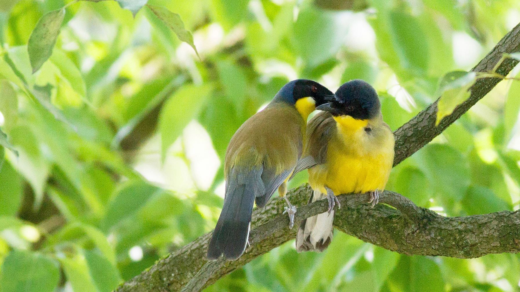 se-chinese-county-home-to-one-of-the-most-endangered-birds-in-the-world