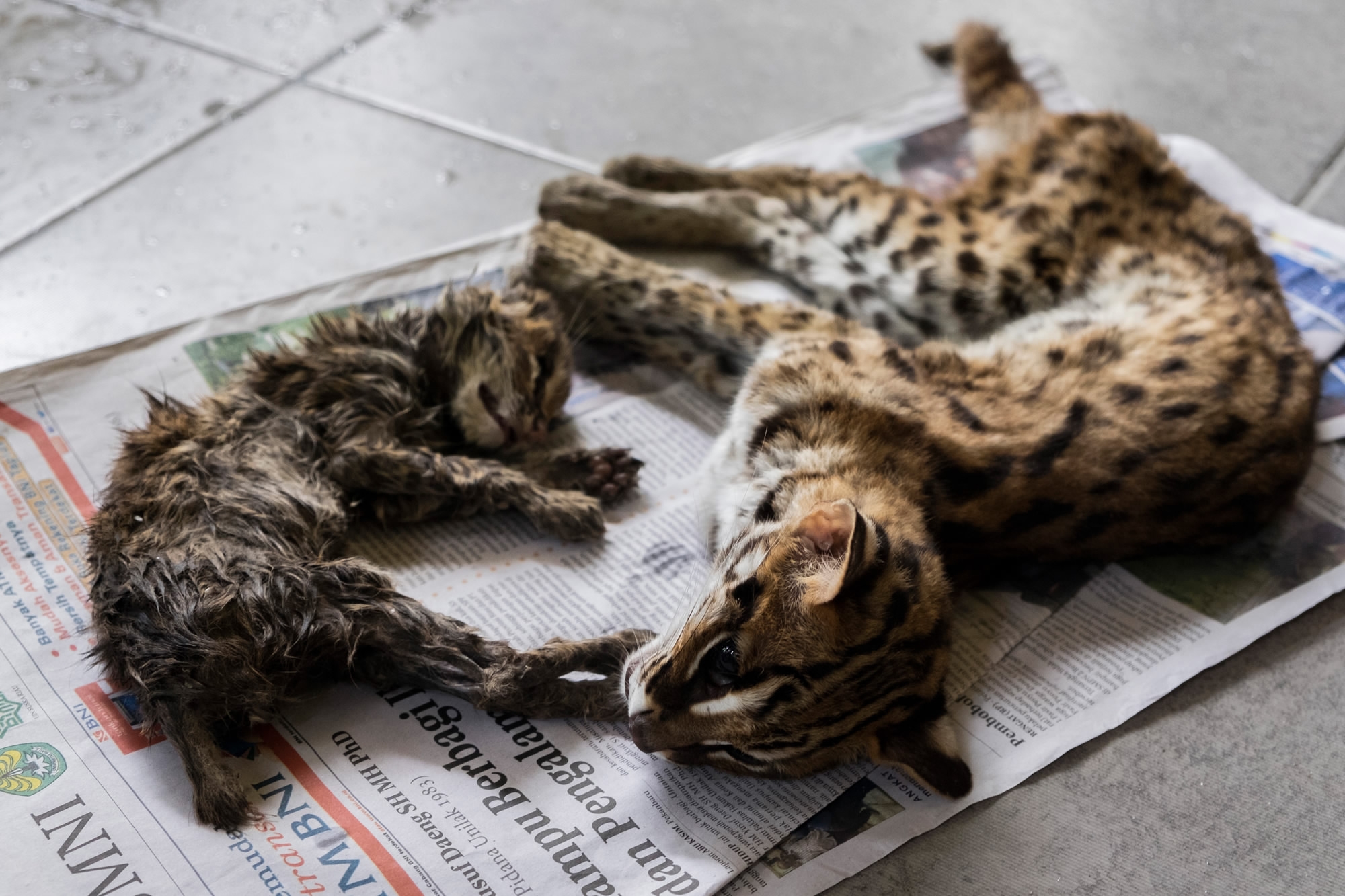 Indonesia cracks down on illegal trade of protected animals - CGTN