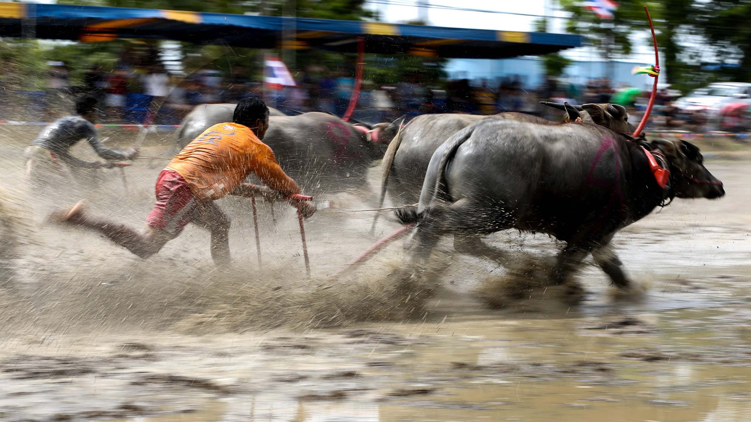Jockeying for victory in Thai buffalo race CGTN