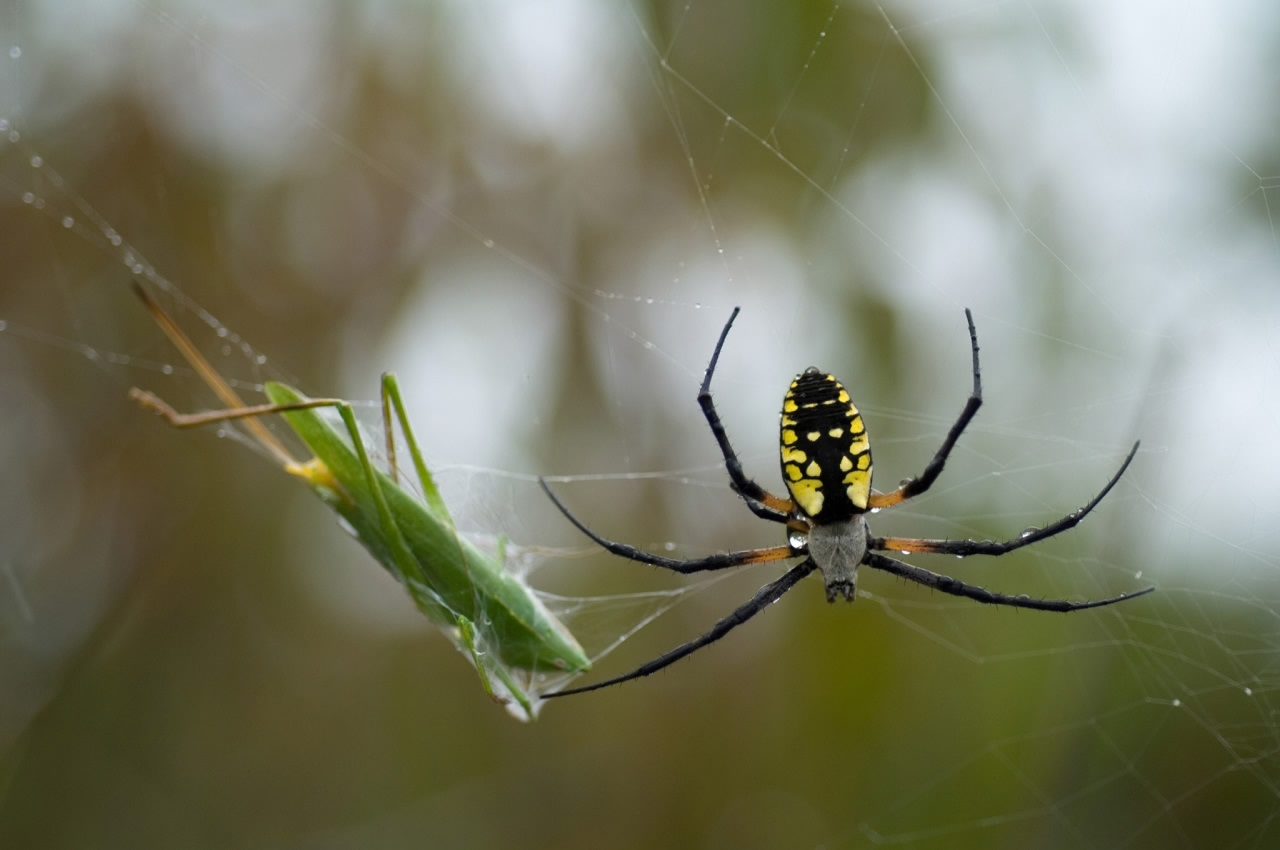 World's spiders devour 400-800m metric tons of insects yearly – experts, Insects