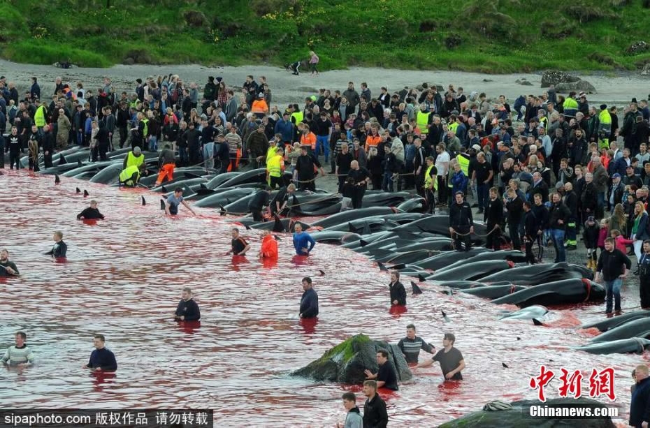 Gruesome ritual whale massacre turns Faroe Islands sea bloody - CGTN