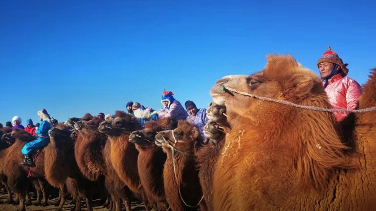 Live: Red camel race kicks off in China - CGTN