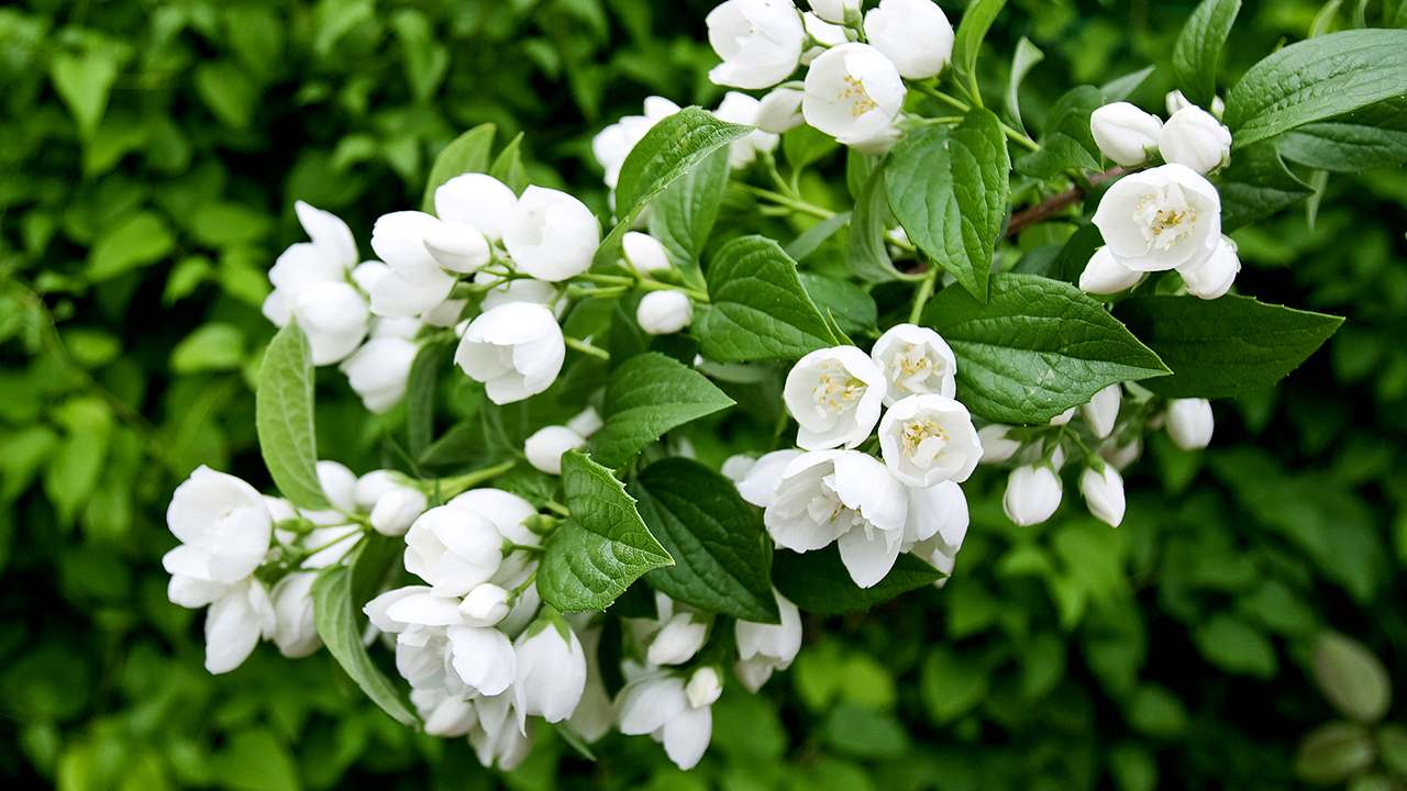 Live Touring China's 'home of jasmine' CGTN