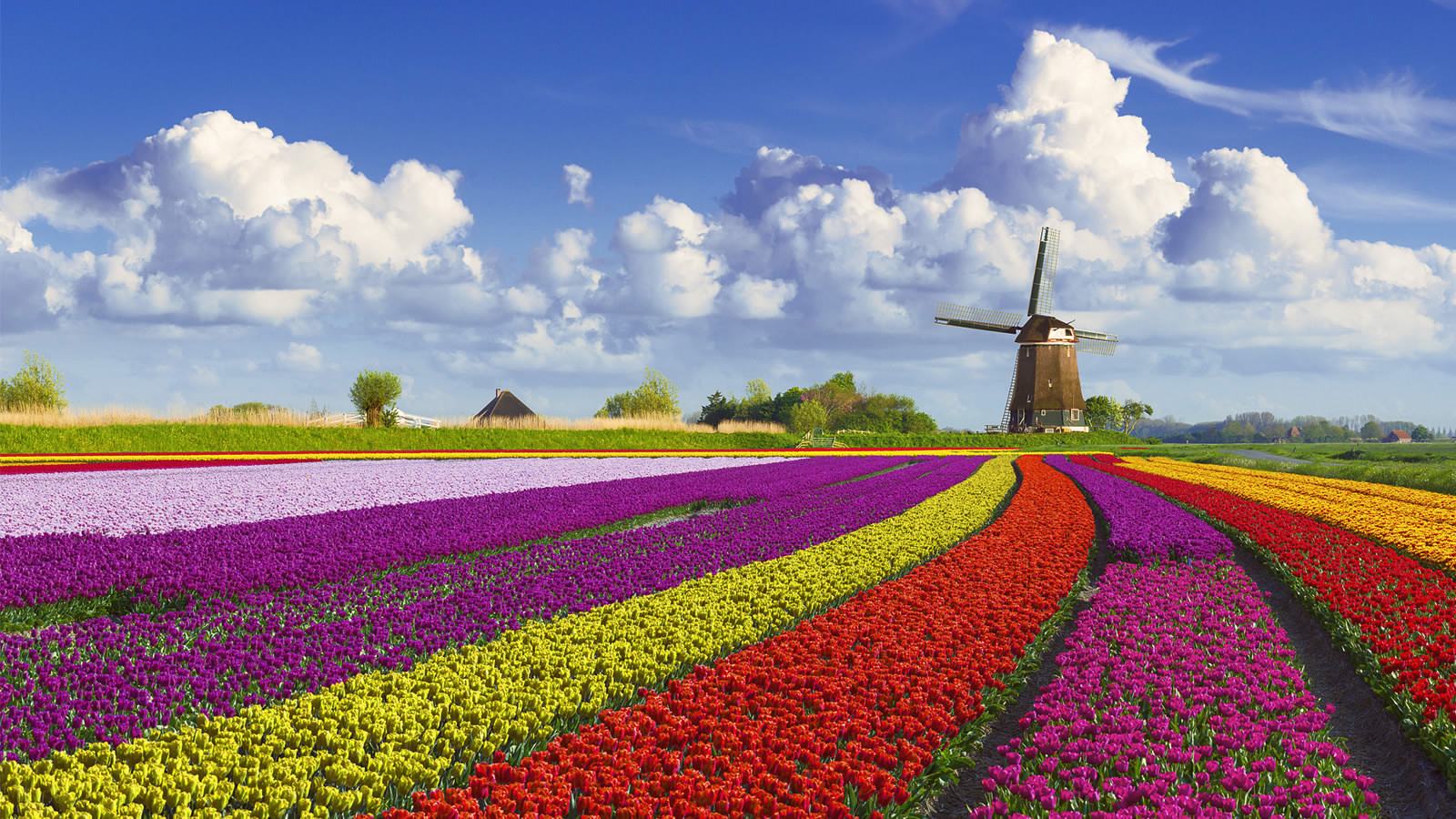 Live: The Netherlands in bloom! - CGTN