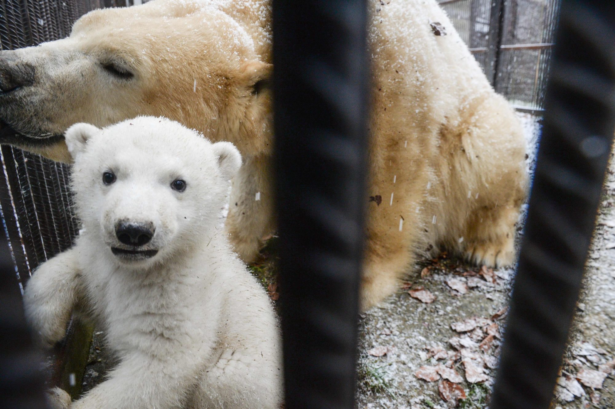 France bears. Белый медведь в зоопарке. Место для белых медведей в зоопарке. Белый медведь в бассейне в зоопарке. Франция зоопарк.