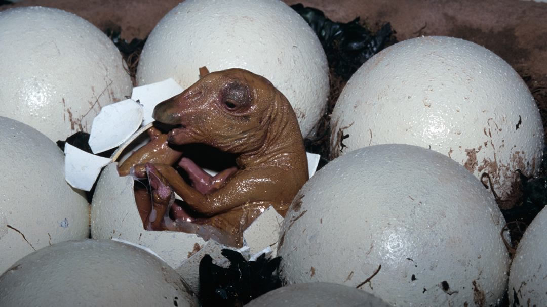 Real dinosaur eggs