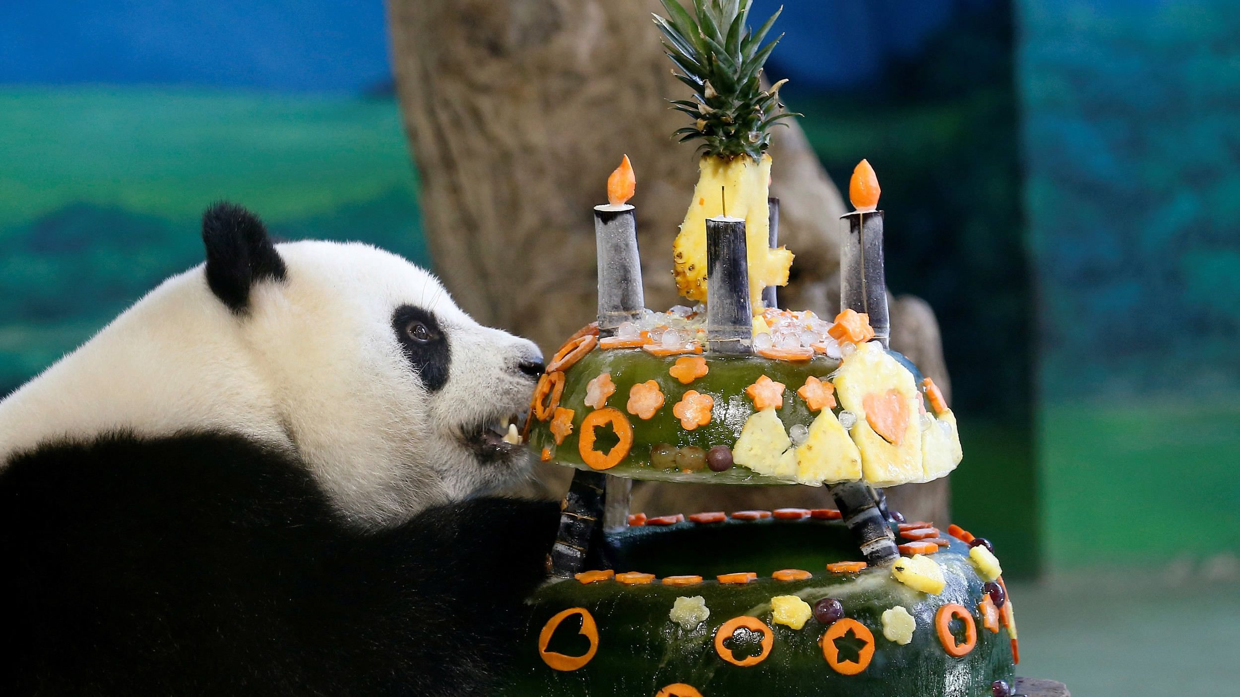 Giant panda cub Yuan Zai turns 4 in Taipei zoo - CGTN
