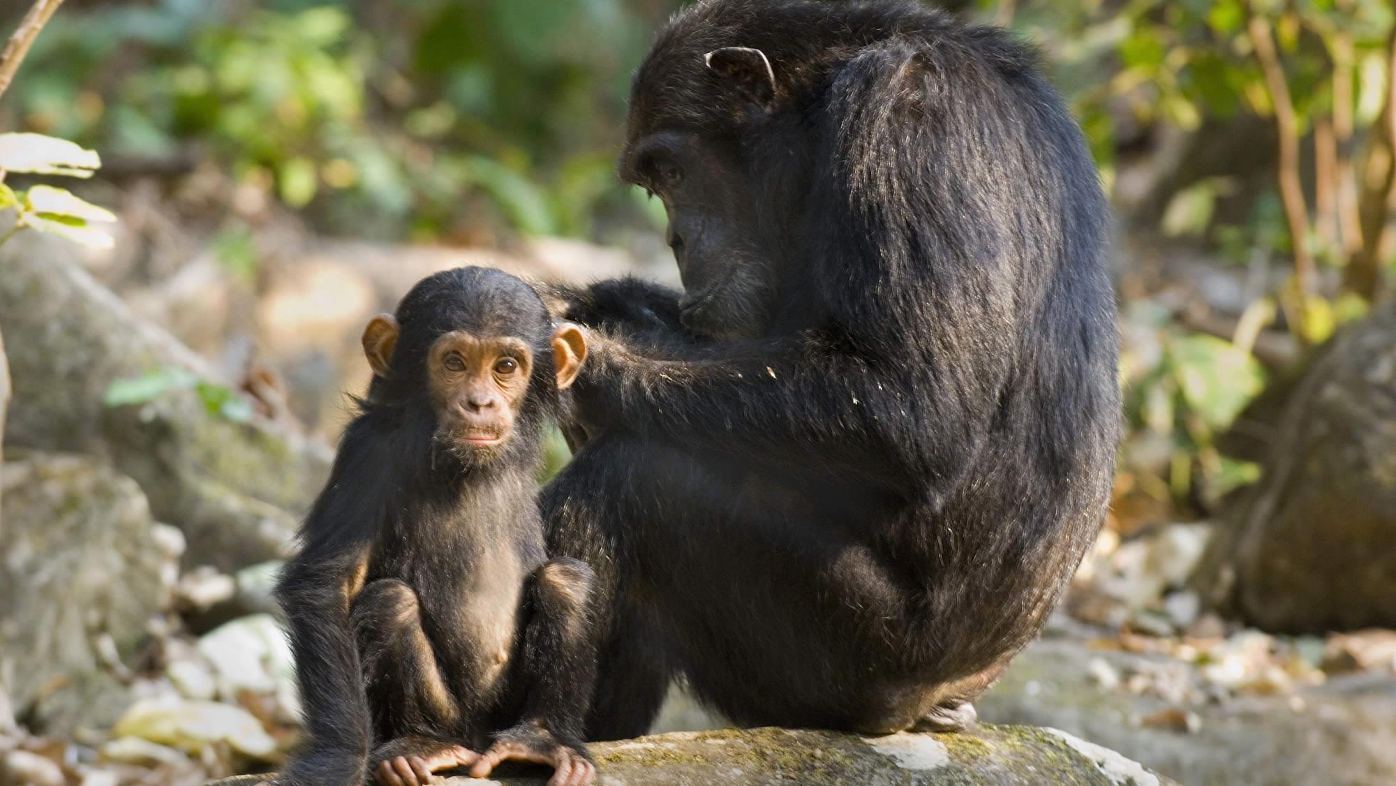 Great apes know when people are wrong: study - CGTN