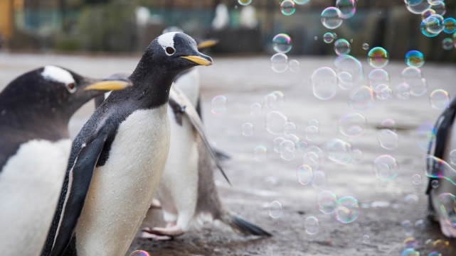 bubble penguins