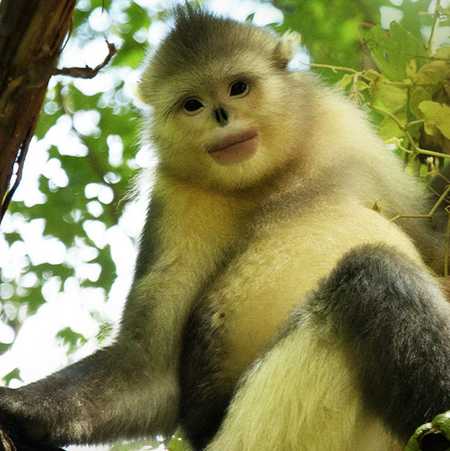 Snub-nosed monkeys send farewell gift to film crew - CGTN