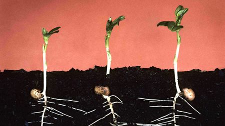 Why do legumes have nodules on their roots? - CGTN